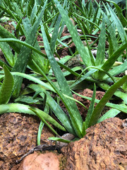 aloe vera plants on a botanical garden