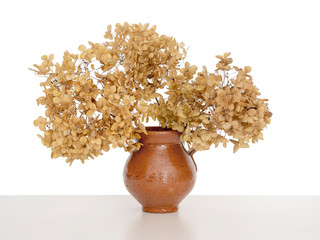 Gros plan de fleurs d& 39 hortensia sèches dans un vase, isolé sur blanc derrière.