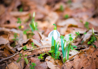 Snowdrop flower in the forest