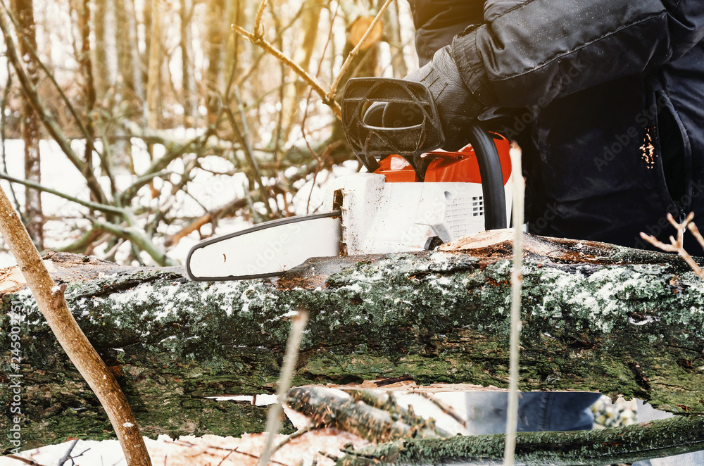 Sticker Male lumberjack cuts a log in the forest with a chain saw. Forest clearing, tree cutting, ecology. Earth Resources.