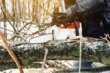 Male lumberjack cuts a log in the forest with a chain saw. Forest clearing, tree cutting, ecology. Earth Resources.