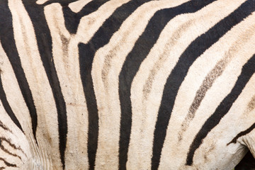 Plains zebra (Equus quagga, prev. Equus burchellii), aka common zebra, Burchell's zebra or quagga. KwaZulu Natal. South Africa