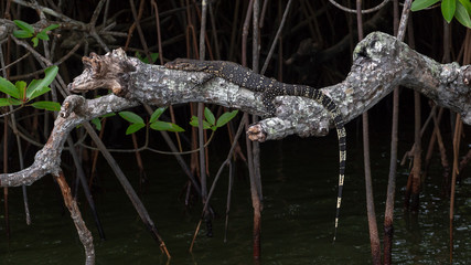 Monitor Lizard On A Branch Above The Lake