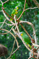 Green Amazon Parrot. Amazona aestiva xanthopterus