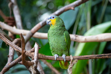 Green Amazon Parrot. Amazona aestiva xanthopterus