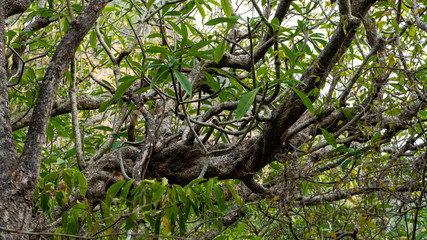 Fototapeta premium Tropical Green Tree Branches Close Up 