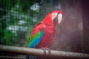 Red parrot Scarlet Macaw, Ara macao, bird sitting on the branch.