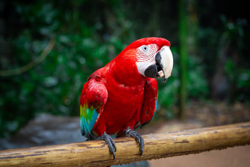 Red parrot Scarlet Macaw, Ara macao, bird sitting on the branch.