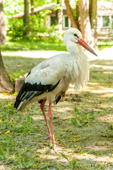 Stork
