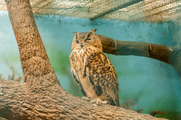 Owl with funny owl eyes on the tree.