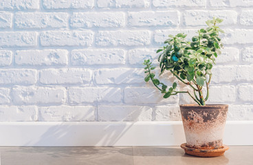 Rustic-style home plant in a clay pot against a white brick wall in the apartment entrance hall