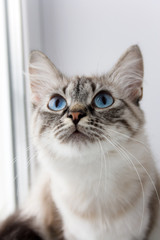 cute fluffy cat with blue eyes sititng on a window sill portrait
