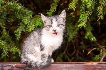 Beautiful kittens sitting on the tree, lush soft toys on a sunny day.
