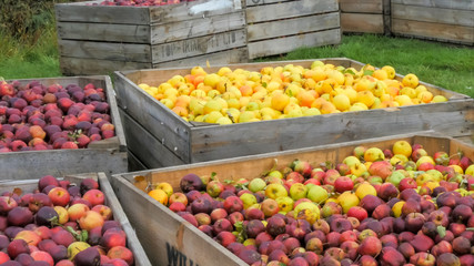 freshly harvested golden delicious and red apples in bins ready to be processed