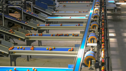 high angle view as a conveyor belt moves apples and sorts them based on size in a packing shed
