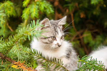 Cute white kittens in the tree in the sun