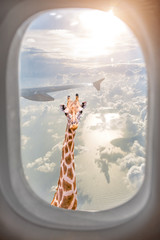 Giraffe with long neck surprisingly looking through plane window at sunset