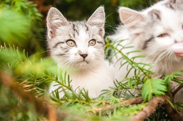 Fototapeta na wymiar Cute white kittens in the tree in the sun