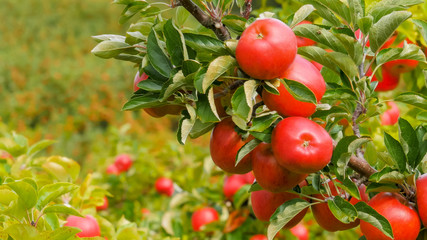 close of a branch of delicious ripe pink lady apples on a tree