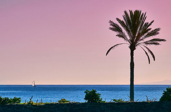 Palm babassu sunset sky background.