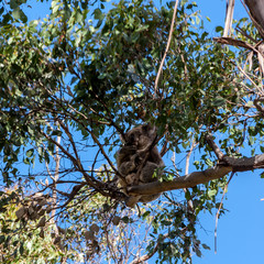 Koala hiding high in on the eucalyptus tree. Australia, Kangaroo Island.