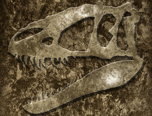 Skull of tyrannosaur in rock © Victoria Schaal
