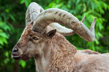 Markhor male at rest on the rock. Bukharan markhor (Capra falconeri heptneri), also known as the Turkomen Markhor. Wildlife animal