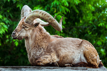 Markhor male at rest on the rock. Bukharan markhor (Capra falconeri heptneri), also known as the...