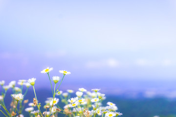 Selective focus of beautiful colorful flowers with summer bokeh background.vintage color style.