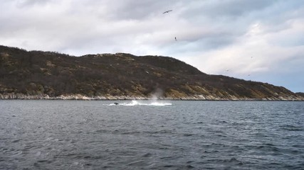 orcas and humpback whales hunting for herrings in the fjords of Norway in winter