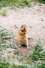 Gopher eats a seed