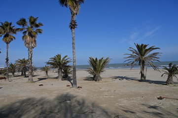 palm trees on beach