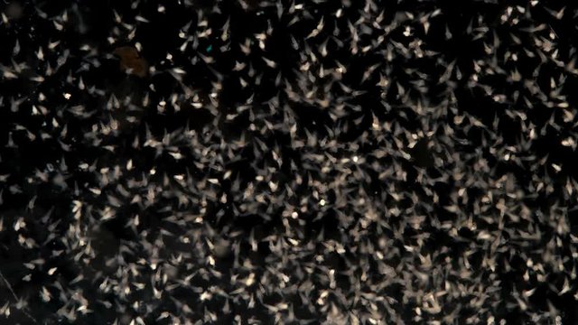 movement of the colony nauplios Artemia salina in the water