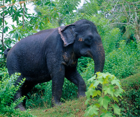 Obraz premium Elefant