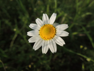 Obraz premium daisy in the grass
