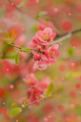 Fototapeta premium Spring time. Blooming pink branches. Macro, blur effect and selective focus