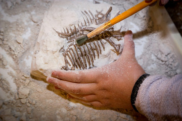 Training for dig fossil © skysha