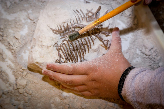 Training for dig fossil