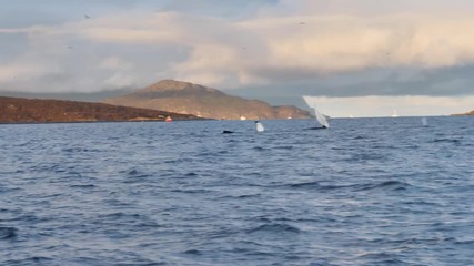 orcas and humpback whales hunting for herrings in the fjords of Norway in winter