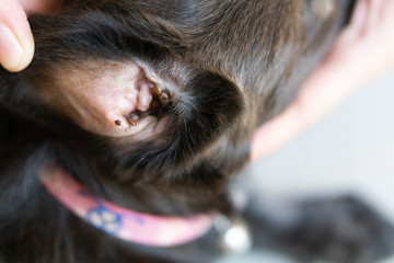 Closeup big tick parasite on ear dog skin, selective focus