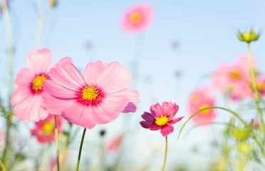 Photo sur Plexiglas Fleurs Closeup belle fleur de cosmos rose avec fond de ciel bleu, mise au point sélective