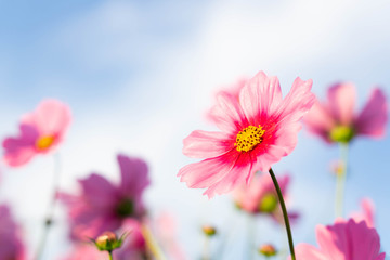 Obraz na płótnie Canvas Closeup beautiful pink cosmos flower with blue sky background, selective focus