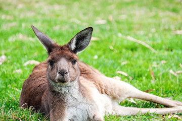 Australian kangaroo laying on the grass 