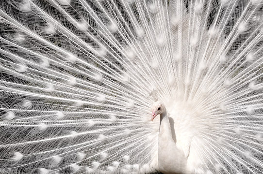 white peacock with beautiful opened  tail