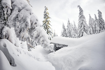 Trees covered with snow in the mountains, winter forest and mountain landscape.