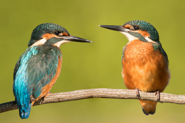 Couple of kingfishers in the nature.