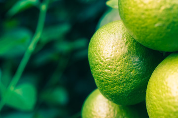 close up of green lime with nature background