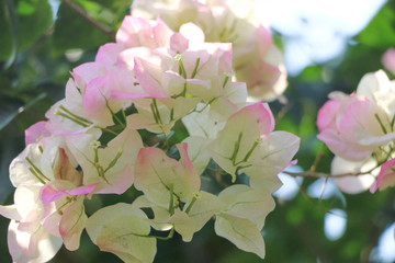 Trees Planet, Bougainvillea glabra or Paper Flower