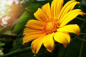 Beautiful little yellow flower, Tree marigold or Mexican sunflower, with green leaves and sunlight in the morning background. Nature background concept.