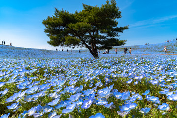 Mountain, Tree and Nemophila (baby blue eyes flowers) field, blue flower carpet, Japanese Natural Attraction. Hitachi Seaside Park, Ibaraki, Japan.
